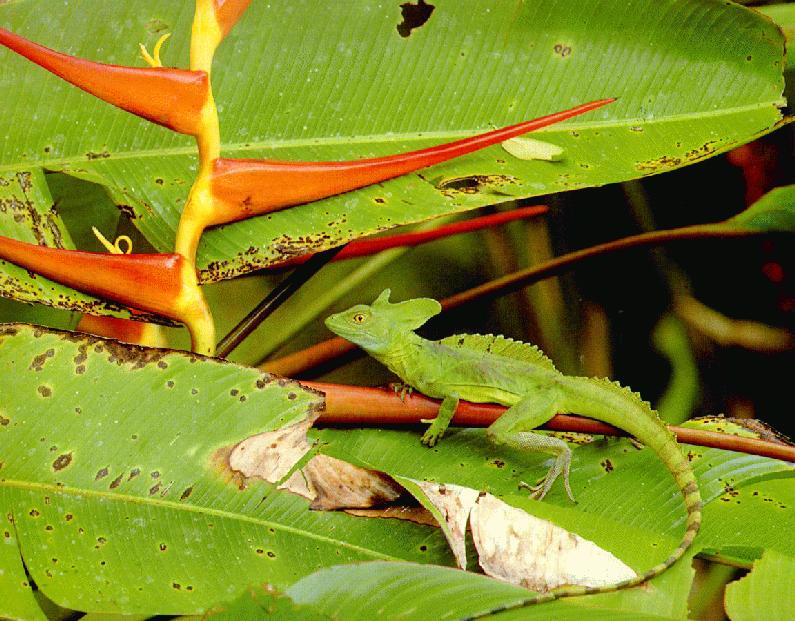 Emerald Basilisk (Basiliscus plumifrons){!--바실리스크이구아나-->; DISPLAY FULL IMAGE.