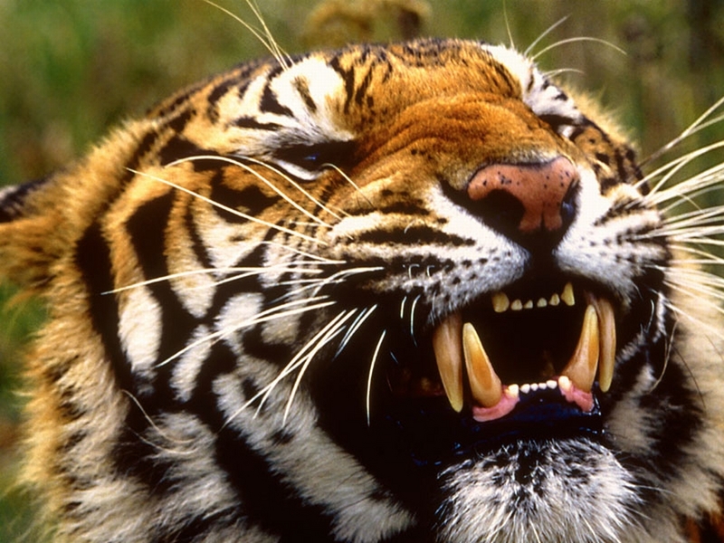Bengal Tiger, Bangladesh, Nepal, India V; DISPLAY FULL IMAGE.
