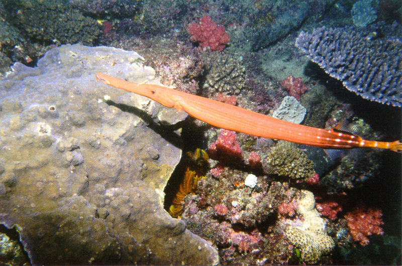 Trumpetfish; DISPLAY FULL IMAGE.