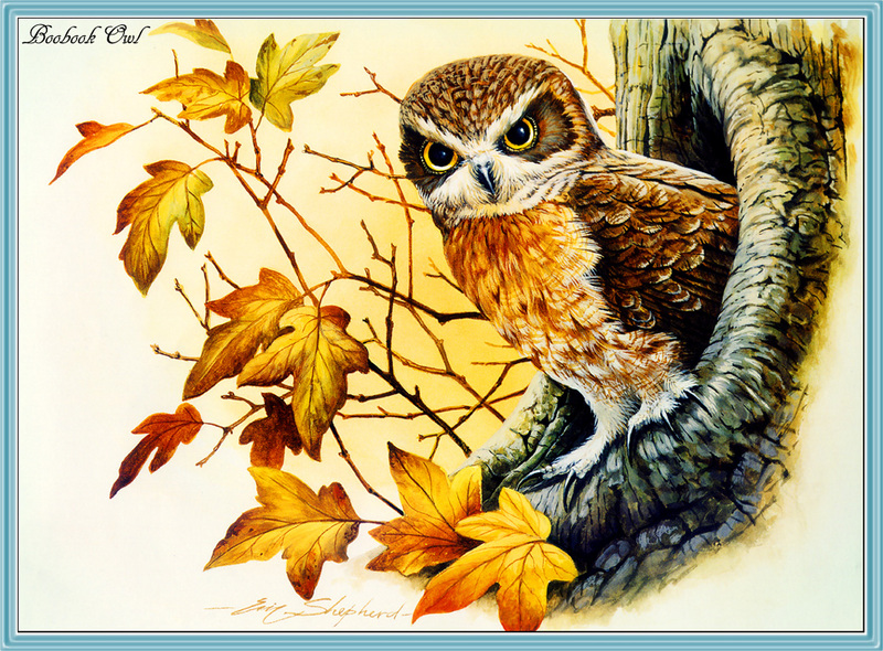 [Eric Shepherd] Southern Boobook Owl (Ninox boobook) {!--호주솔부엉이(호주)-->; DISPLAY FULL IMAGE.