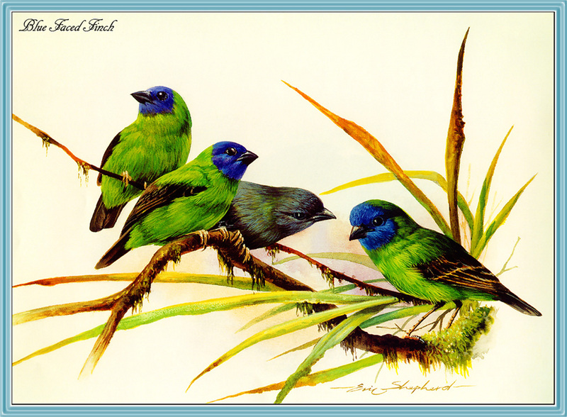 [Eric Shepherd] Blue-faced Parrot-finch (Erythrura trichroa) {!--청면단풍조(호주)-->; DISPLAY FULL IMAGE.