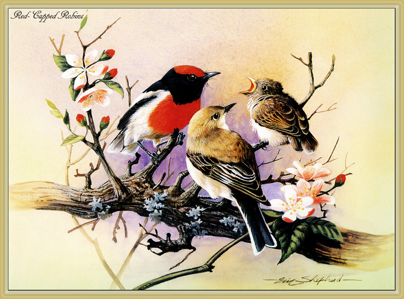[Eric Shepherd] Red-capped Robin (Petroica goodenovii) {!--불꽃머리울새(호주)-->; DISPLAY FULL IMAGE.