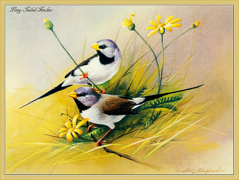 [Eric Shepherd] Long-tailed Finch (Poephila acuticauda) {!--긴꼬리금정조(---錦靜鳥)(호주)-->; DISPLAY FULL IMAGE.