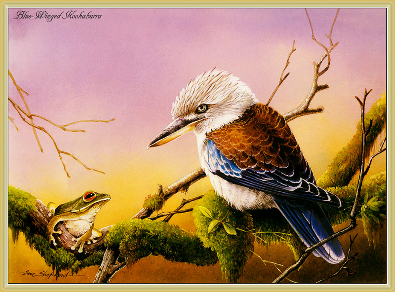 [Eric Shepherd] Blue-winged Kookaburra (Dacelo leachii) {!--푸른죽지웃음물총새(호주)-->; DISPLAY FULL IMAGE.