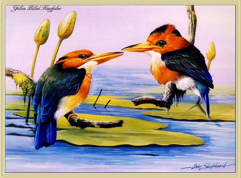 [Eric Shepherd] Yellow-billed Kingfisher (Syma torotoro) {!--노랑부리물총새(호주)-->; DISPLAY FULL IMAGE.