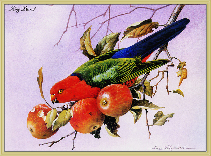 [Eric Shepherd] King Parrot (Alisterus scapularis) {!--왕앵무(호주)-->; DISPLAY FULL IMAGE.