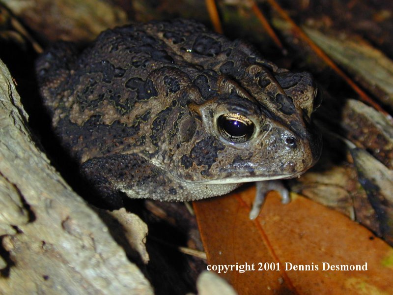 Southern Toad (Bufo terrestris) {!--미국남방두꺼비-->; DISPLAY FULL IMAGE.