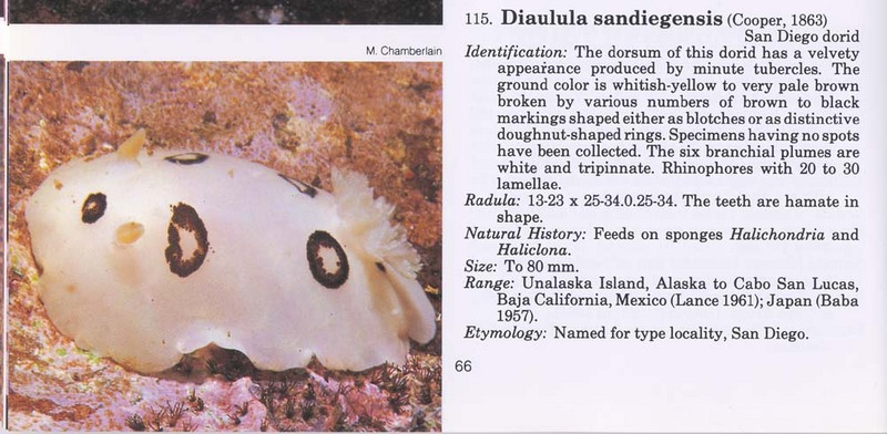 Leopard Nudibranch; DISPLAY FULL IMAGE.