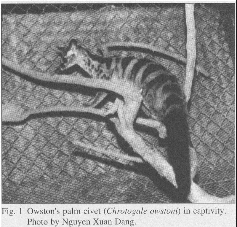 The biology and status of Owston's palm civet in Vietnam; DISPLAY FULL IMAGE.