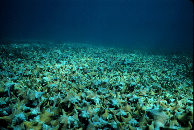 Beds of Conch move en masse when food gets scarce; DISPLAY FULL IMAGE.