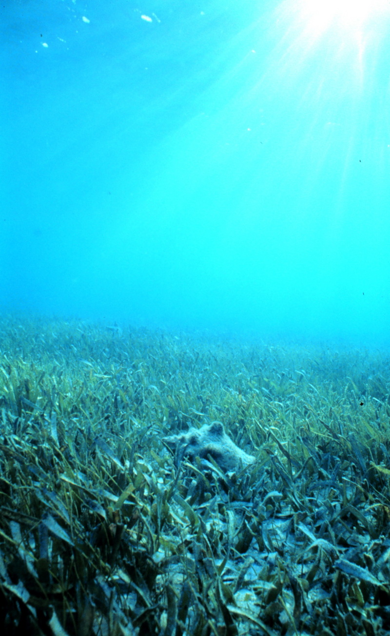 Healthy seagrass with a conch; DISPLAY FULL IMAGE.