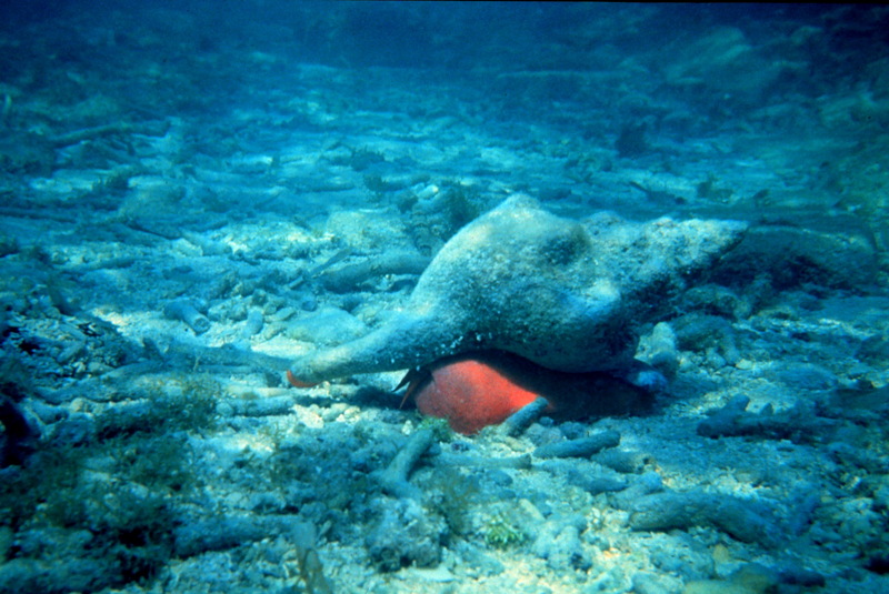 Horse Conch (Pleuroploca gigantea) {!--긴말고둥-->; DISPLAY FULL IMAGE.