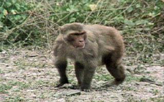 Rhesus Monkey (Macaca mulatta) {!--히말라야원숭이(붉은원숭이)-->; Image ONLY
