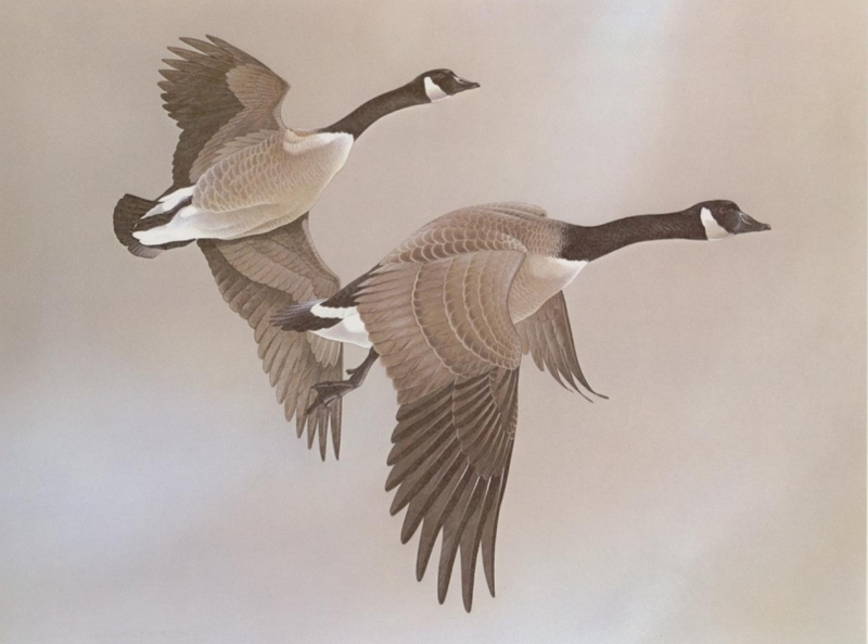 Glen Loates Art : Canada Geese; DISPLAY FULL IMAGE.