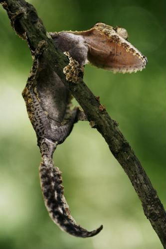 Common Leaf-tailed Gecko (Uroplatus fimbriatus); Image ONLY