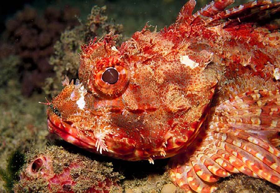 Red Rock Cod Scorpaena Cardinalis Image ONLY