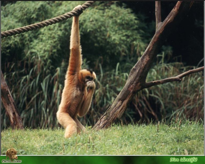 Gibbon (Hylobatidae) {!--긴팔원숭이과-->; DISPLAY FULL IMAGE.