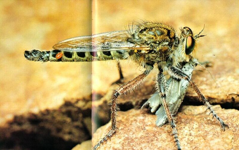 Vagator Robber Fly (Promachus vagator) {!--아프리카산 파리매류-->; DISPLAY FULL IMAGE.