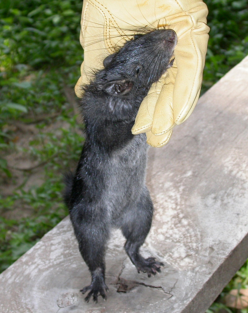 Laotian Rock Rat (Laonastes aenigmamus) {!--쥐다람쥐-->; DISPLAY FULL IMAGE.