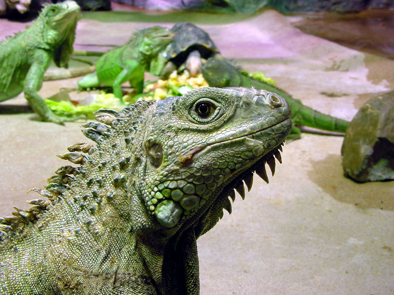 Common Green Iguana (Iguana iguana); DISPLAY FULL IMAGE.
