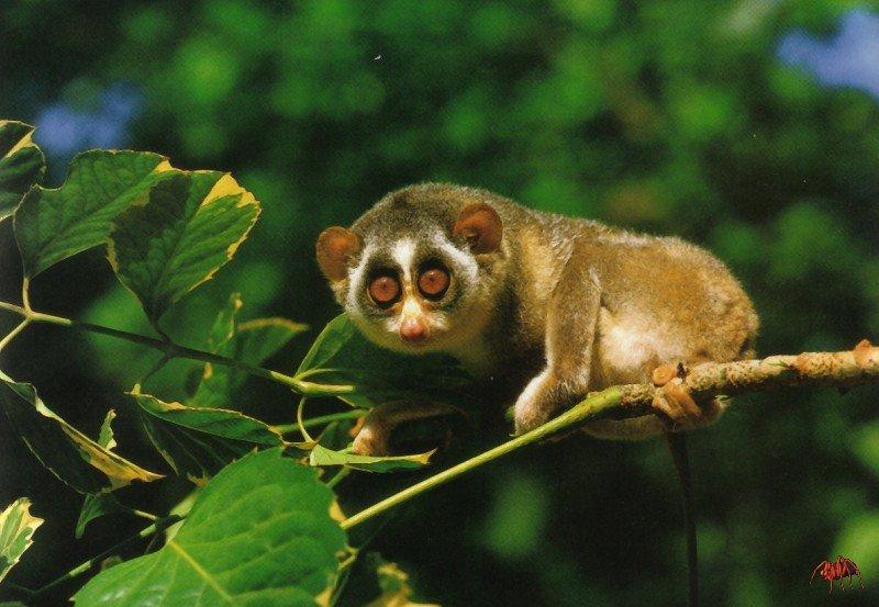 Slender Loris (Loris tardigradus) {!--홀쭉이로리스-->; DISPLAY FULL IMAGE.