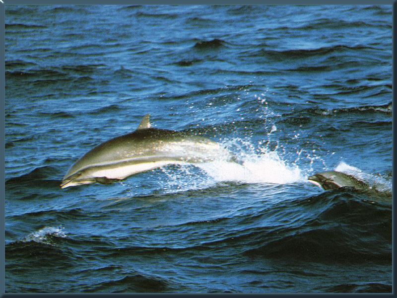 Fraser's Dolphins (Lagenodelphis hosei) {!--프레이져돌고래-->; DISPLAY FULL IMAGE.