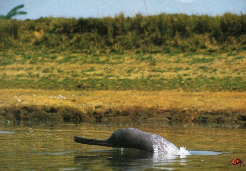 Ganges River Dolphin (Platanista gangetica) {!--인도강돌고래-->; DISPLAY FULL IMAGE.