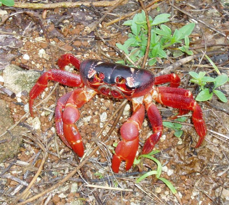 Christmas Island red crab; DISPLAY FULL IMAGE.