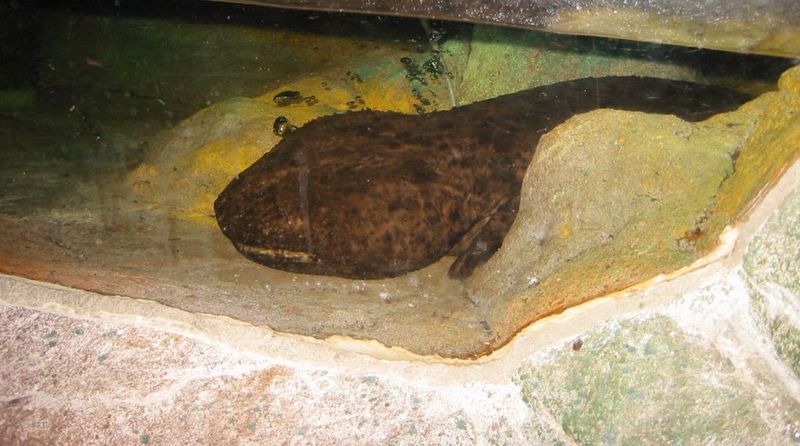 Japanese Giant Salamander (Andrias japonicus) {!--일본왕도롱뇽-->; DISPLAY FULL IMAGE.