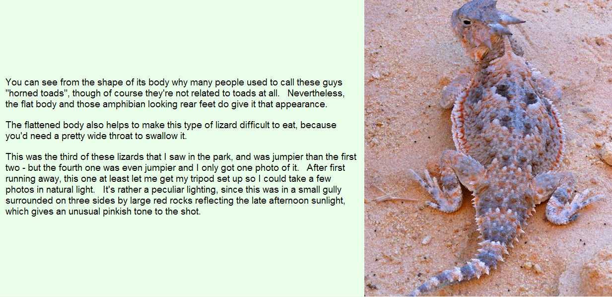 Desert Horned Lizard; Image ONLY