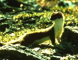 Long-tailed Weasel (Mustela frenata) {!--긴꼬리족제비(북미,중미)--> - Wiki; Image ONLY