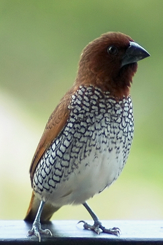 Scaly-breasted Munia, Spice Finch (Lonchura punctulata) {!--얼룩무늬납부리새-->; Image ONLY