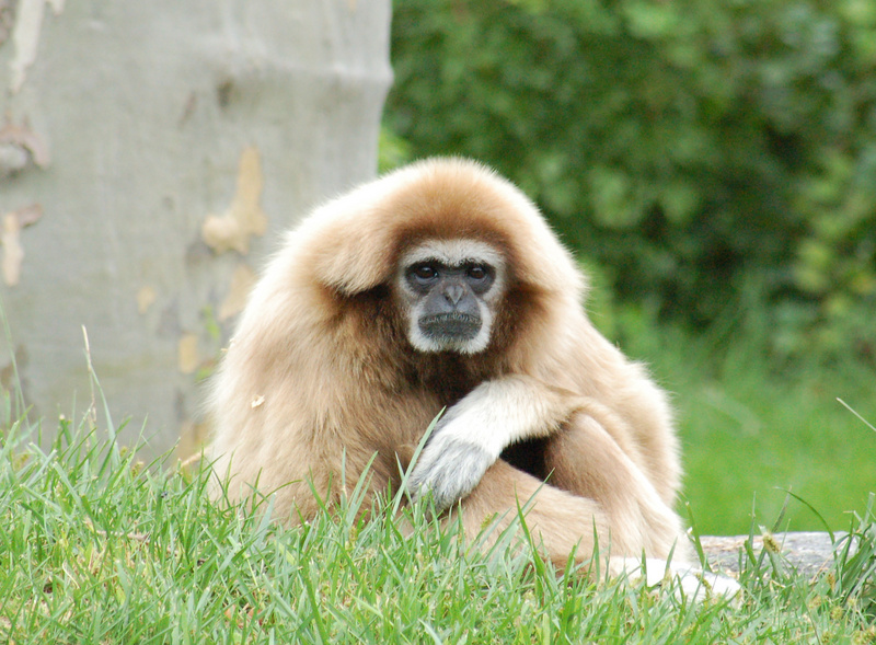 Lar Gibbon/White-handed Gibbon (Hylobates lar) {!--흰손긴팔원숭이-->; DISPLAY FULL IMAGE.