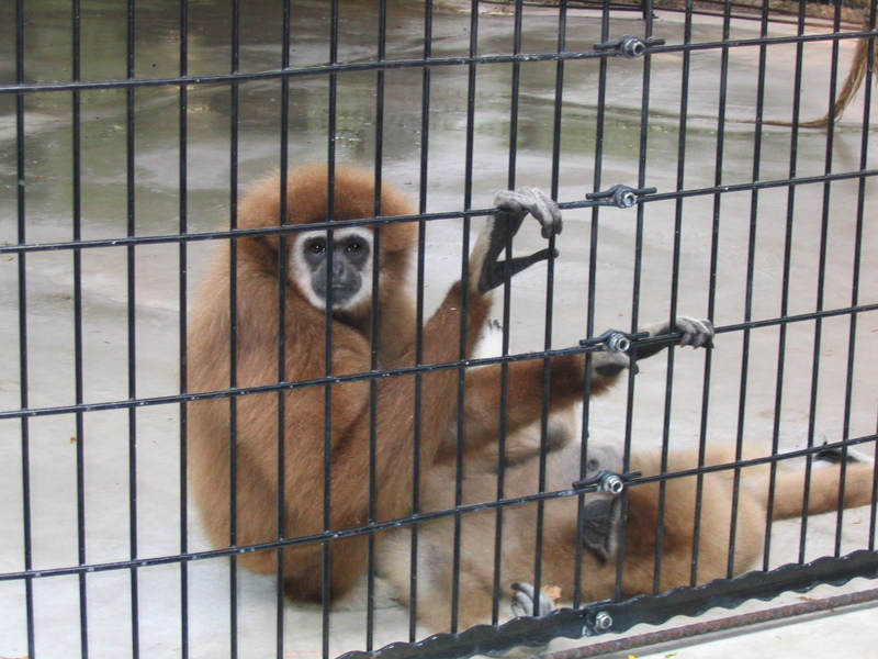 Lar Gibbon/White-handed Gibbon (Hylobates lar) {!--흰손긴팔원숭이--> - Wiki; DISPLAY FULL IMAGE.