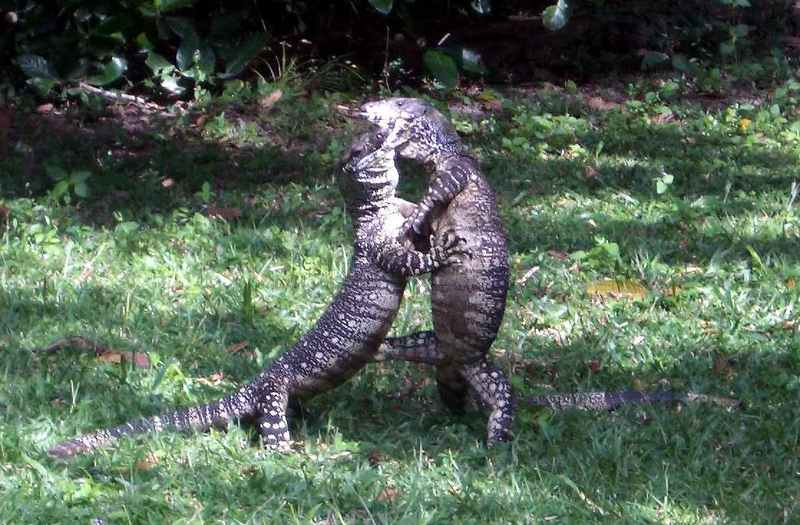 Lace monitor / Goanna (Varanus varius); DISPLAY FULL IMAGE.