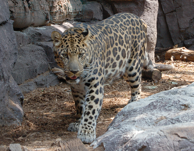 Amur Leopard / Far Eastern Leopard (Panthera pardus orientalis) {!--아무르표범--> - Wiki; DISPLAY FULL IMAGE.