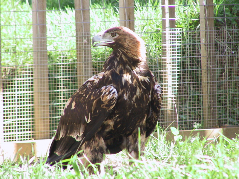 Spanish Imperial Eagle (Aquila adalberti); DISPLAY FULL IMAGE.
