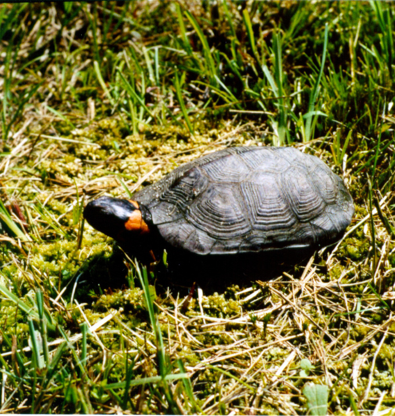 Bog turtle (Clemmys muhlenbergii); DISPLAY FULL IMAGE.