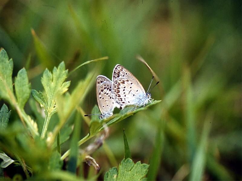 극남부전나비 Zizina otis alope (Lesser Grass Blue Butterfly); DISPLAY FULL IMAGE.