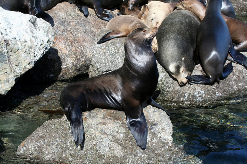 California Sea Lion (Zalophus californianus) - Wiki; DISPLAY FULL IMAGE.