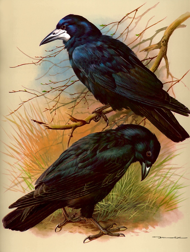 [Consigliere S4 - Basil Ede] Rock Crow And Carrion Crow; DISPLAY FULL IMAGE.