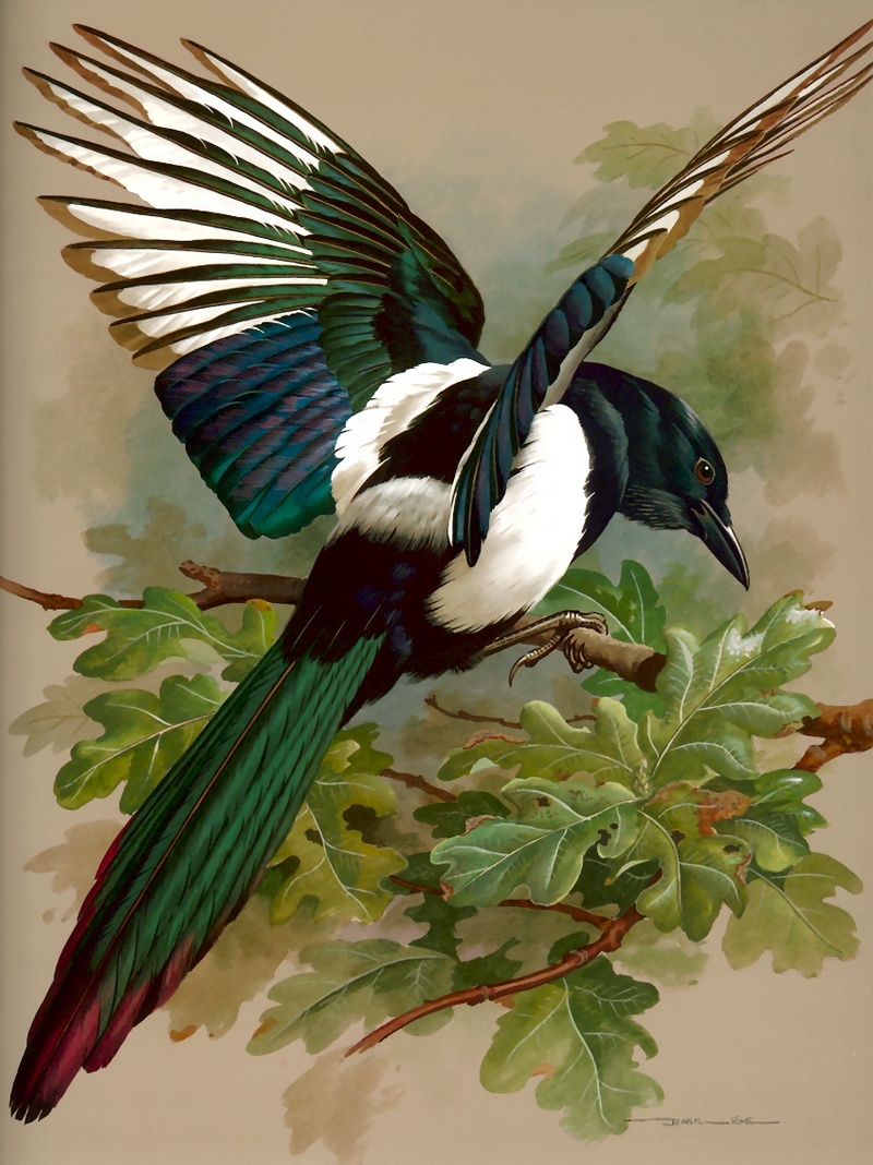 [Consigliere S4 - Basil Ede] Black-billed Magpie; DISPLAY FULL IMAGE.