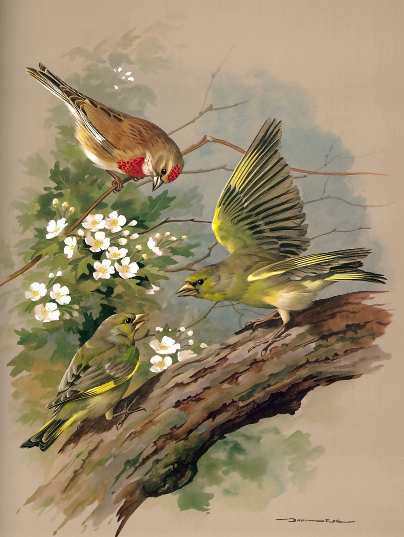 [Consigliere S4 - Basil Ede] Linnet And Greenfinch; DISPLAY FULL IMAGE.