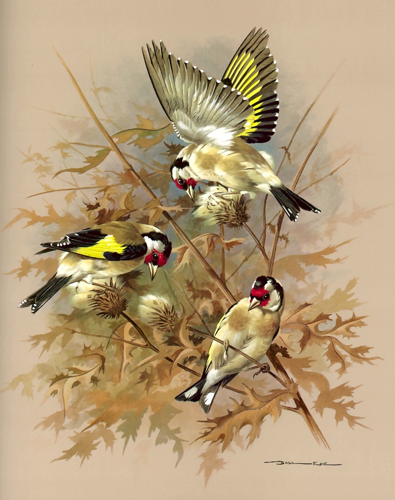 [Consigliere S4 - Basil Ede] Goldfinch; DISPLAY FULL IMAGE.
