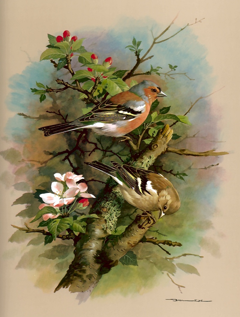 [Consigliere S4 - Basil Ede] Chaffinch; DISPLAY FULL IMAGE.
