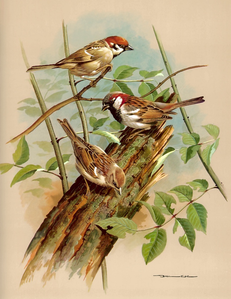 [Consigliere S4 - Basil Ede] Tree Sparrow And House Sparrow; DISPLAY FULL IMAGE.