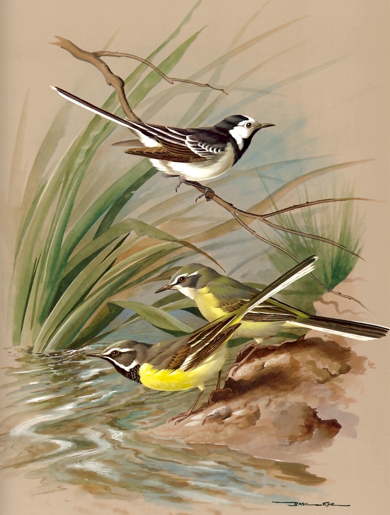 [Consigliere S4 - Basil Ede] Pied Wagtail And Grey Wagtail; DISPLAY FULL IMAGE.