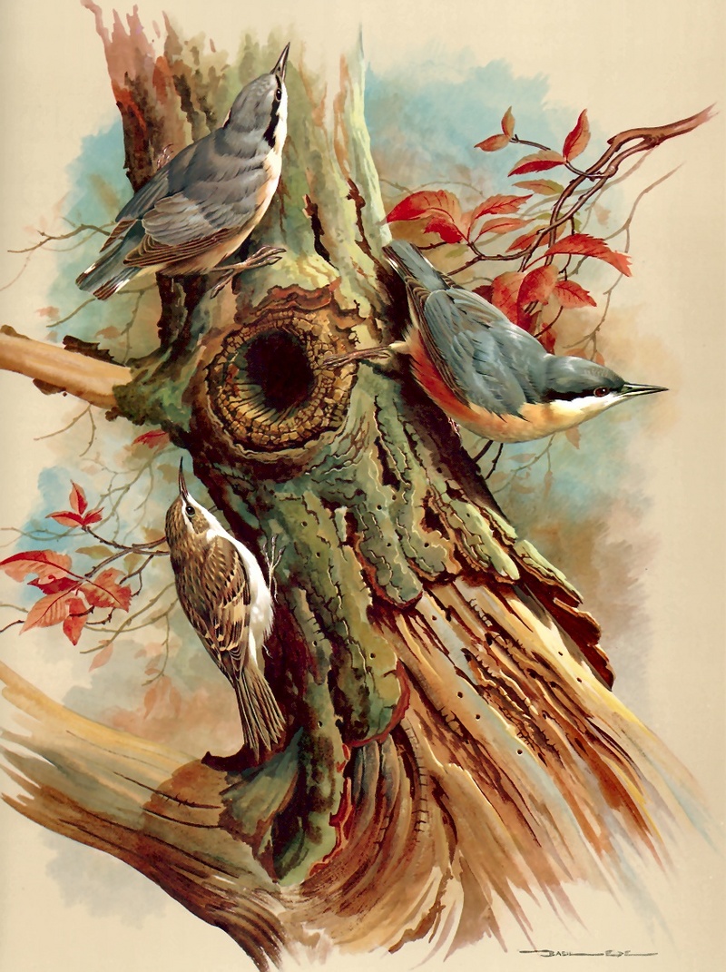 [Consigliere S4 - Basil Ede] Nuthatch And Tree Creeper; DISPLAY FULL IMAGE.