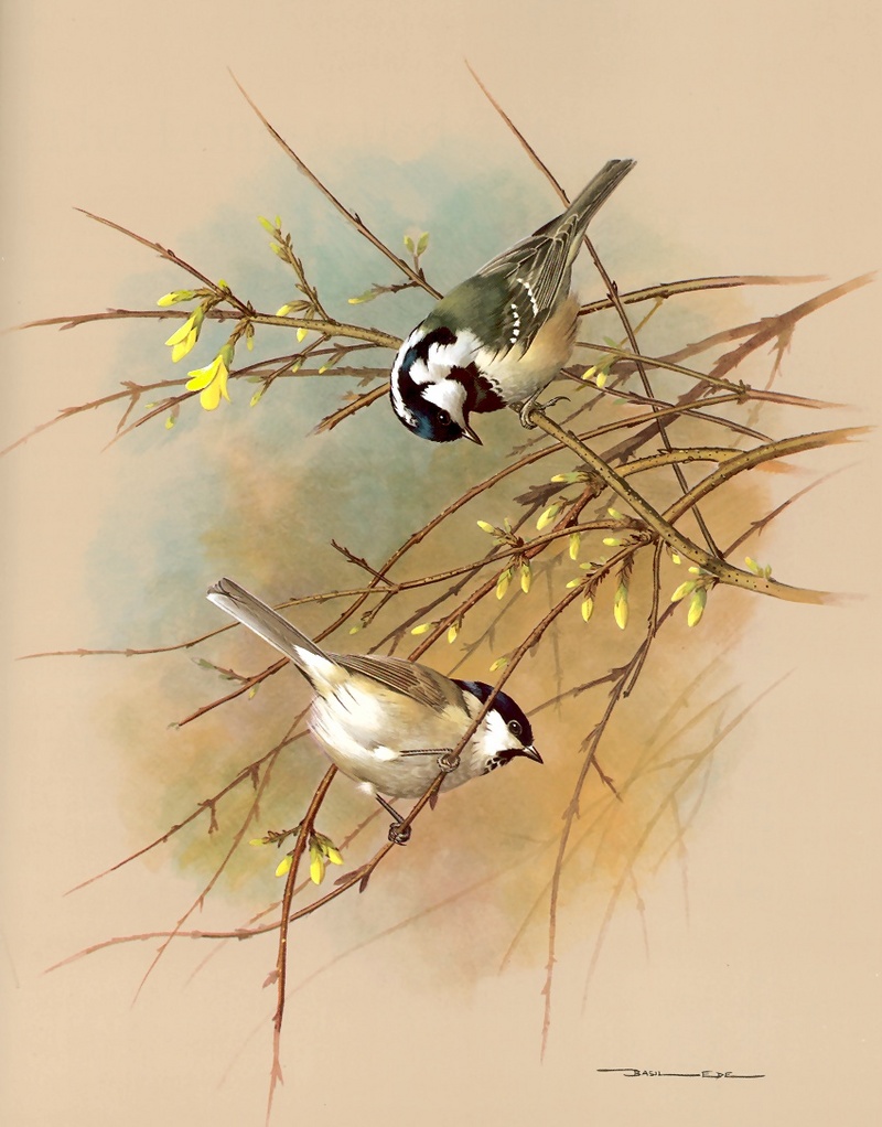 [Consigliere S4 - Basil Ede] Coal Tit And Marsh; DISPLAY FULL IMAGE.