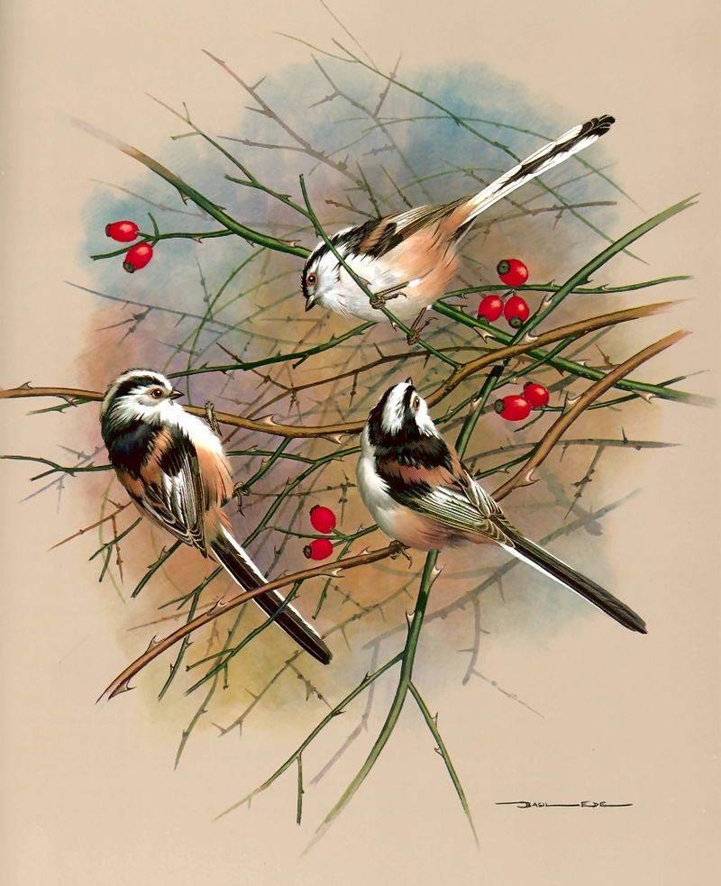 [Consigliere S4 - Basil Ede] Long-Tailed Tit; DISPLAY FULL IMAGE.